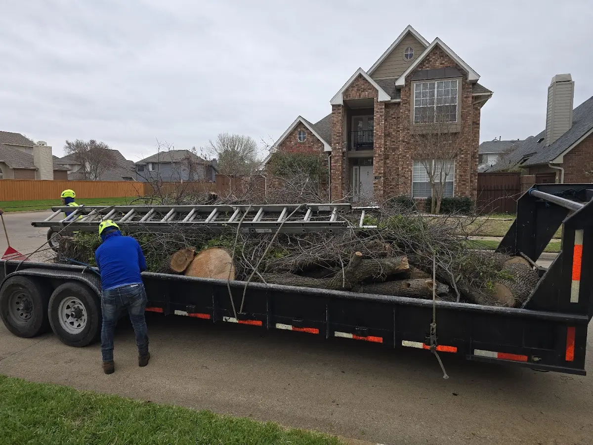 Expert Deadwooding with proper safety equipment in Darien